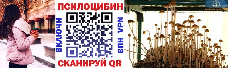 Псилоцибиновые грибы Psilocybe  mega ONION  shop клад  Тара 